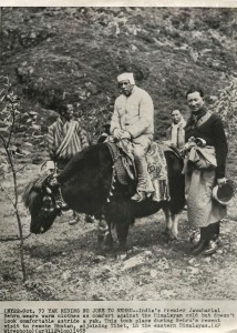 Prime Minister Jawaharlal Nehru Rides Yak During Visit to Bhutan in Himalayas - 1958